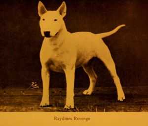 Raydium Revenge | Bull Terrier 