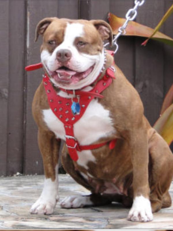 Gi*Force donatella of byfb | American Bulldog 