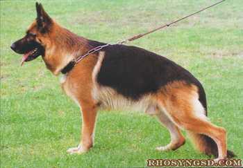 Iwan vom Lechtal | German Shepherd Dog 