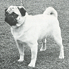 Hazelbridge Paul | Pug 