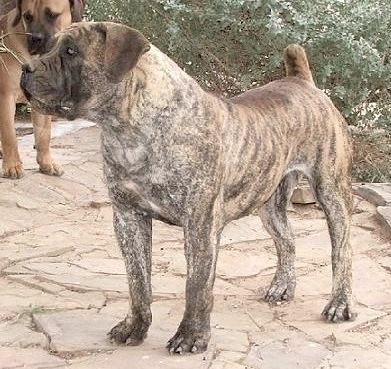 Nostras Oxo | African Boerboel 