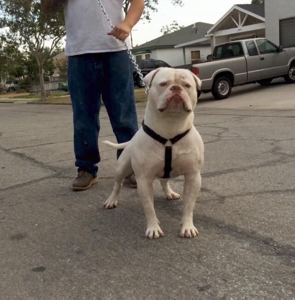 Tank Finneran of CA Certified | American Bulldog 