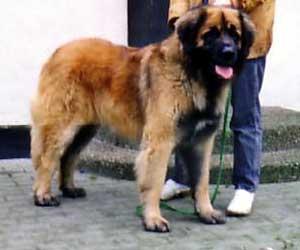 Humlabjers Carlo | Leonberger 