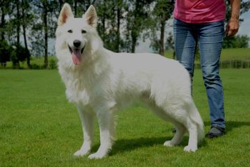 Kyrens Aata | White Swiss Shepherd Dog 