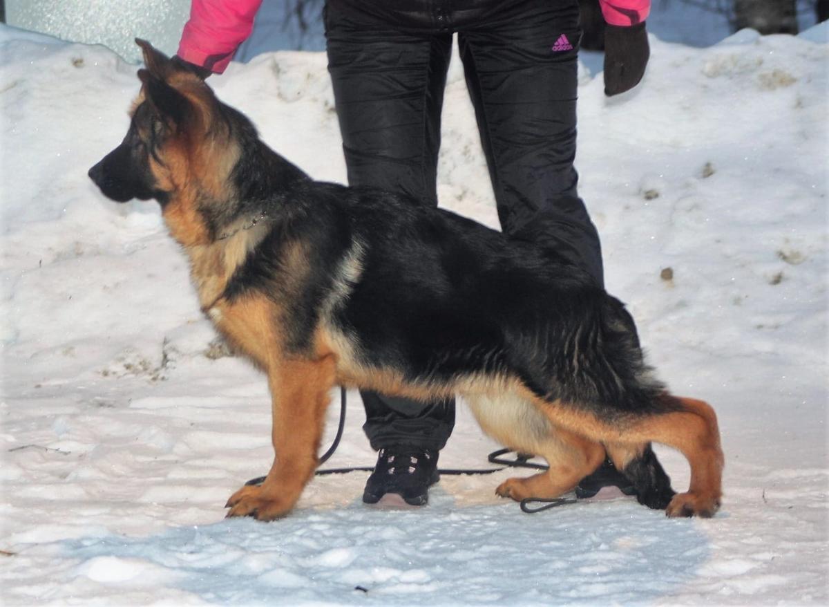 Aderhaiden Hof Zador | German Shepherd Dog 