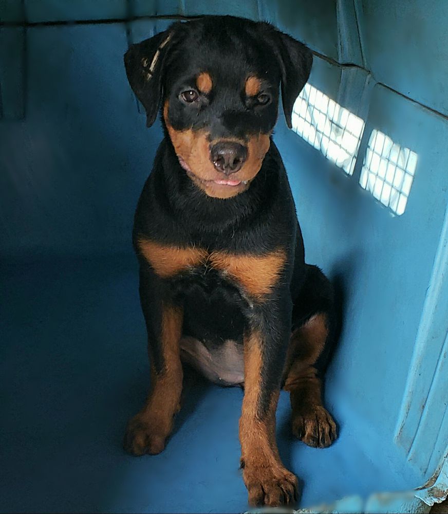 Darktan's Dezigner Debbie | Rottweiler 