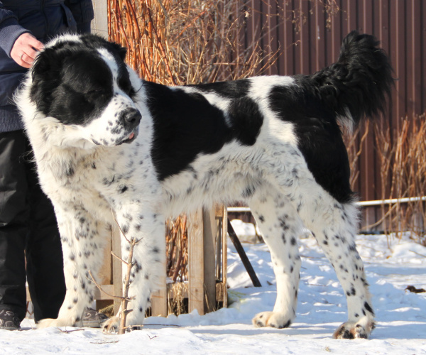 Argadash Dzhilal | Central Asian Shepherd Dog 