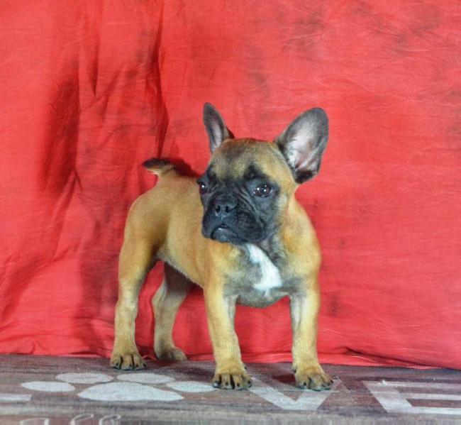 Maxitrend's Gem | French Bulldog 