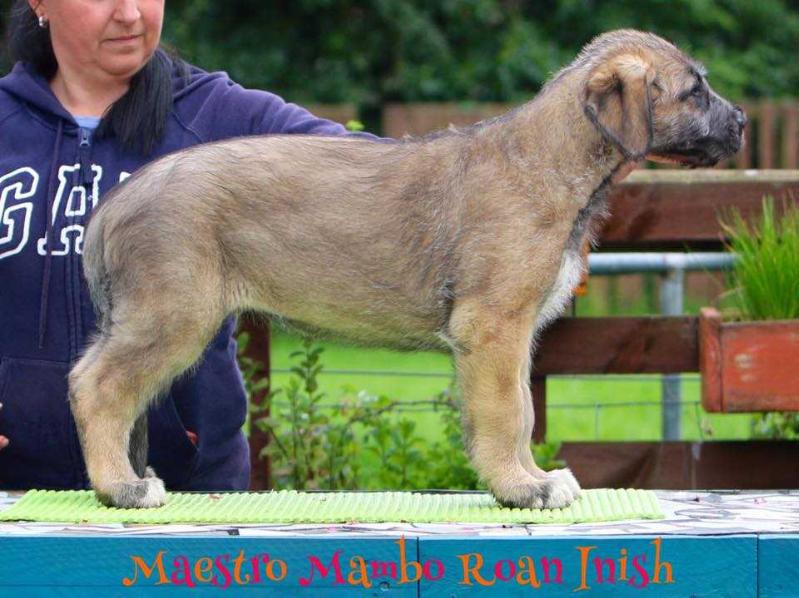 Maestro Mambo Roan Inish | Irish Wolfhound 
