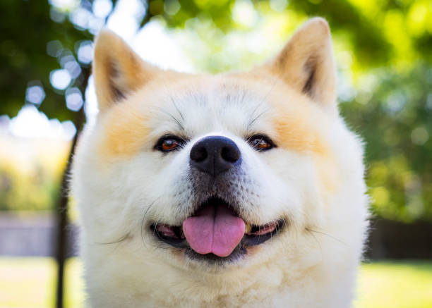 Akita