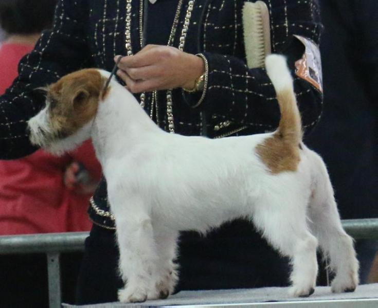 Granlasco O mia Bela Madunina | Jack Russell Terrier 