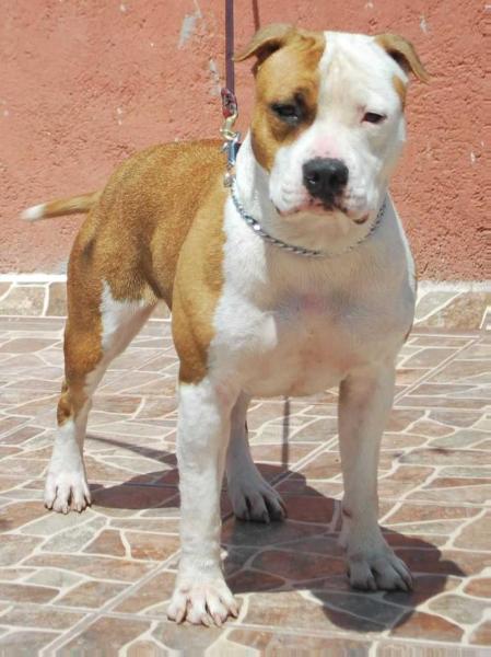 Arya Golden Butterffly (Segundo) | American Staffordshire Terrier 
