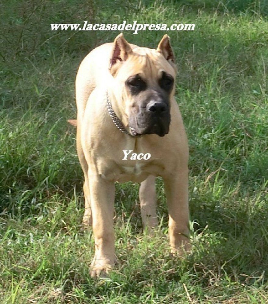 Yaco de Casa del Presa | Perro de Presa Canario 