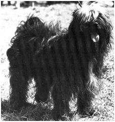 SHANAK OF LAMLEH | Tibetan Terrier 