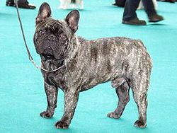 Zenith De La Parure | French Bulldog 