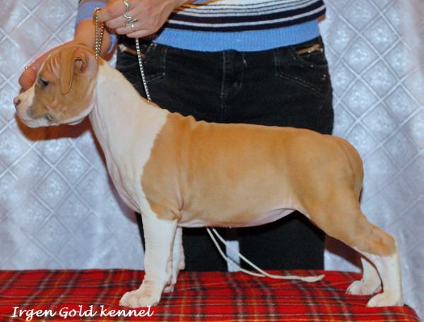 Irgen Gold Yabrithny | American Staffordshire Terrier 