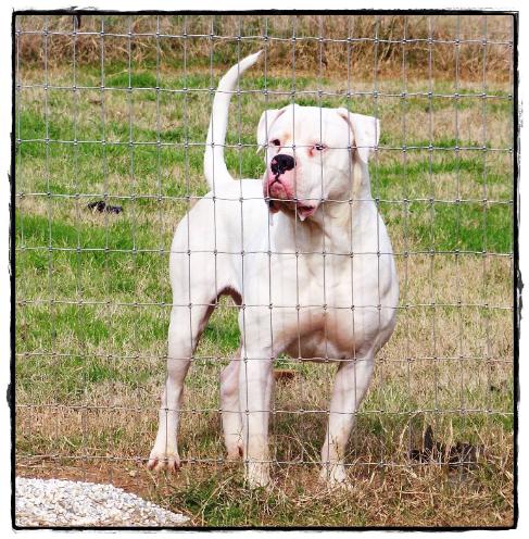 Sandfield's Baxter Joshua | American Bulldog 