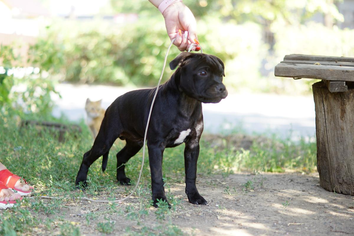 Tairis Willson | Staffordshire Bull Terrier 