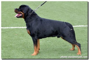 Kenny Terezsky Dvur | Rottweiler 