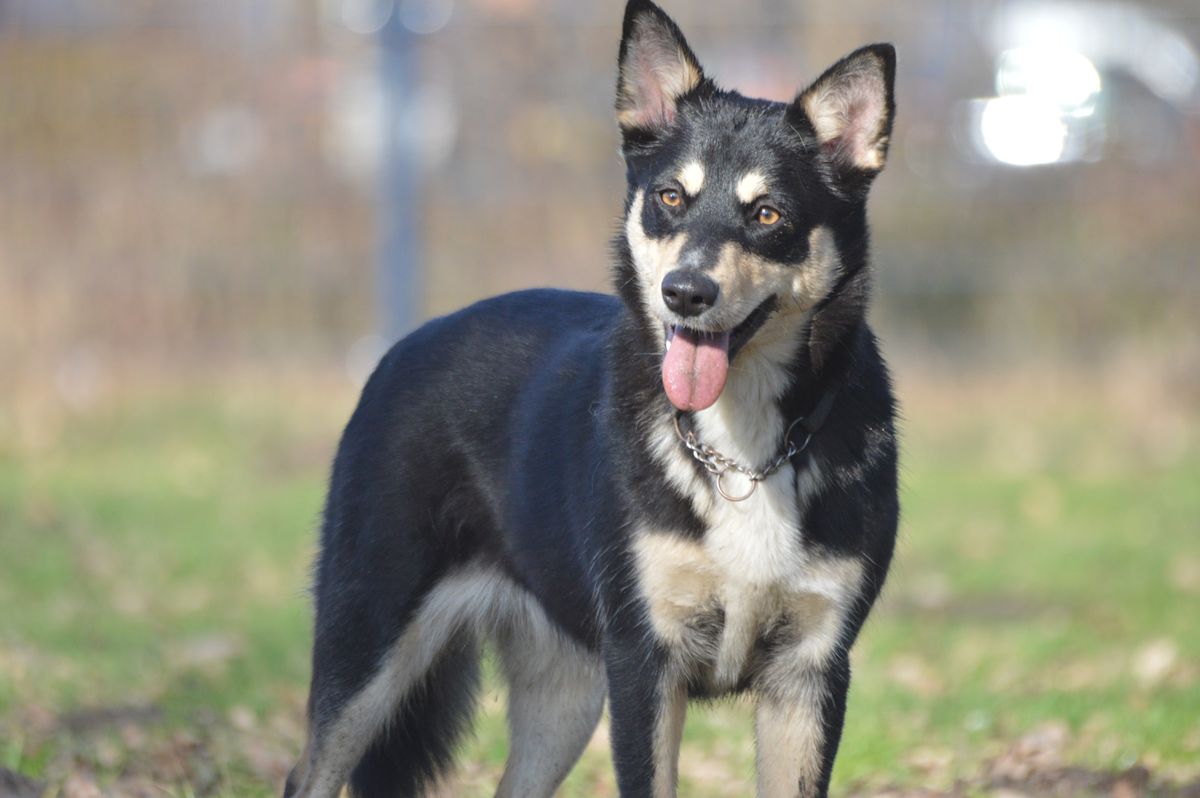 Boazubeana Revontuli Sasja | Lapponian Herder 