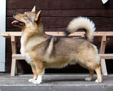 CIMILLAN HELMER HELLÄ | Swedish Vallhund 