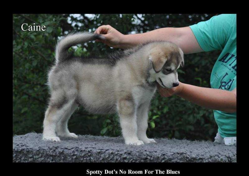 Spotty Dot's No Room For The Blues | Alaskan Malamute 