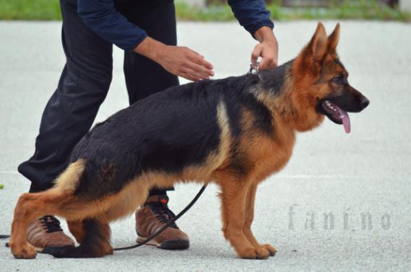 Mikton vom Fanino | German Shepherd Dog 
