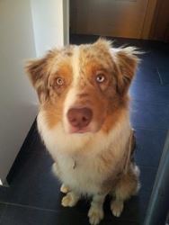 Crazy-River-Even | Australian Shepherd 