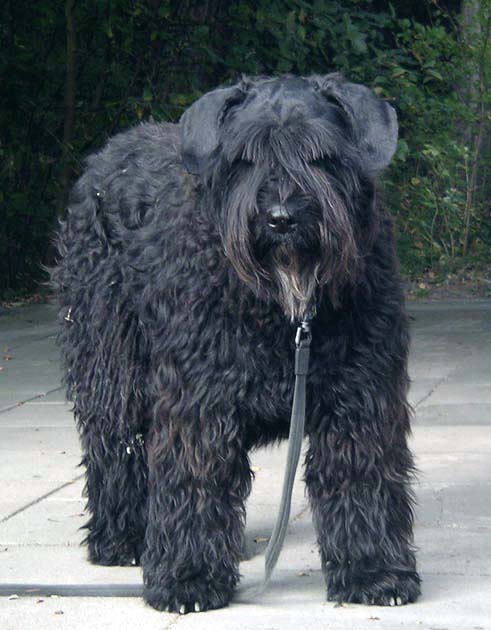 Babajaga vom kleinen Gremlin | Bouvier des Flandres 