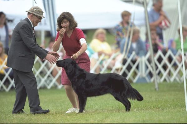 Twin Oaks Double Trouble | Flat-Coated Retriever 