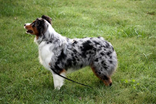 Stones River High Fashion | Australian Shepherd 