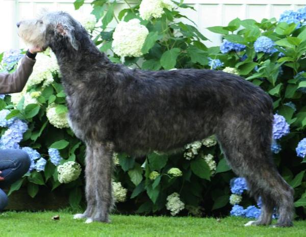 Kråksångens Ljod | Irish Wolfhound 