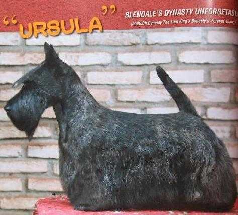 Blendale's Dynasty Uniforgettable | Scottish Terrier 