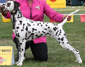 Gemcourt Legal Eagle | Dalmatian 
