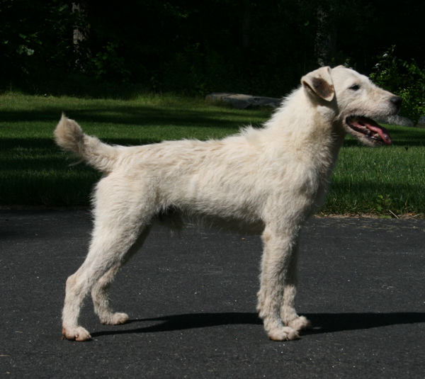 Thimble Farm Gizmo | Jack Russell Terrier 