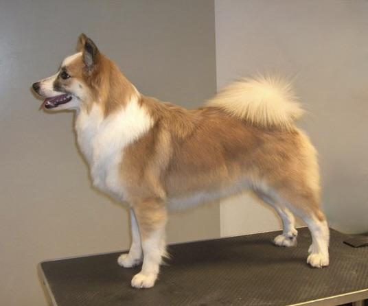 Snætinda Ísafold | Icelandic Sheepdog 