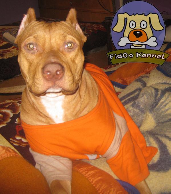 AleX | American Pit Bull Terrier 