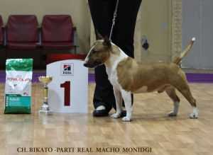 Bikato-Parti Real Macho Monidgi | Miniature Bull Terrier 