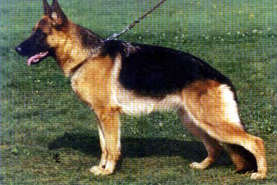 Jola vom Antennenwald | German Shepherd Dog 