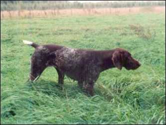 Anka KS vom Theelshof | German Shorthaired Pointer 