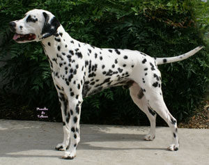 Fiacre’s Felix Felicis | Dalmatian 