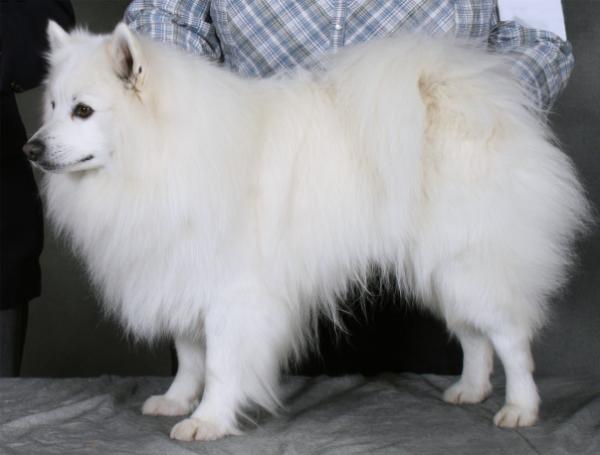 Whytepine Kovik Trina's Legacy | American Eskimo Dog 