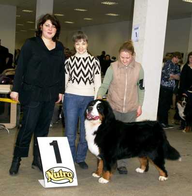 Lad's Bogart | Bernese Mountain Dog 