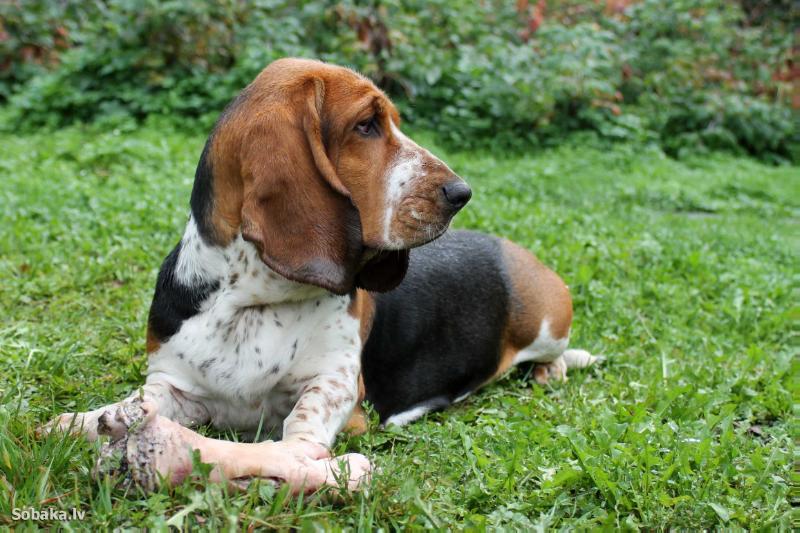 Betty | Basset Hound 