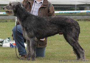 Mighty Hunter's Olga Ebony | Irish Wolfhound 