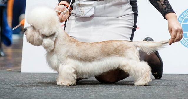 Sokroviche Gardariki Enigma | Dandie Dinmont Terrier 