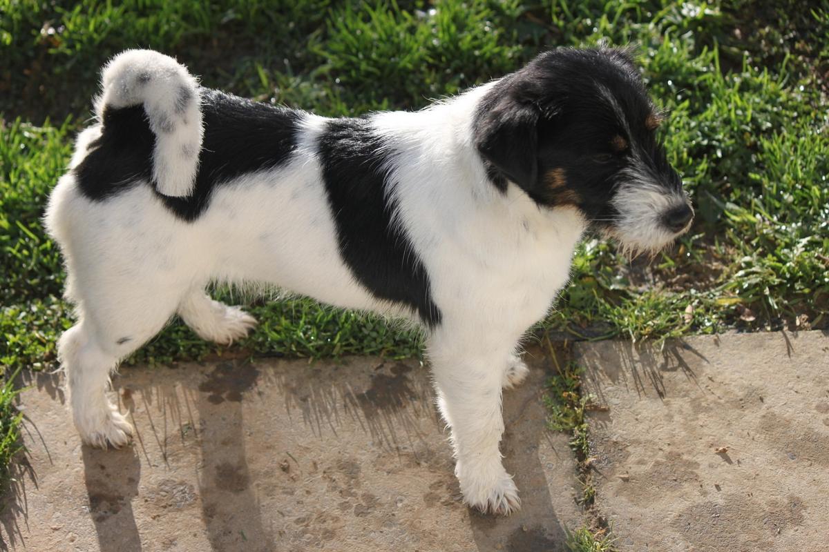 Zoendy Black Pearl | Jack Russell Terrier 