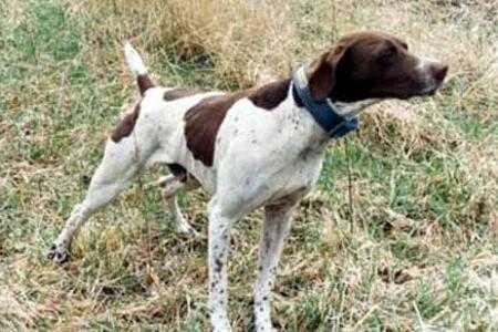 Rawhide's Clown | German Shorthaired Pointer 