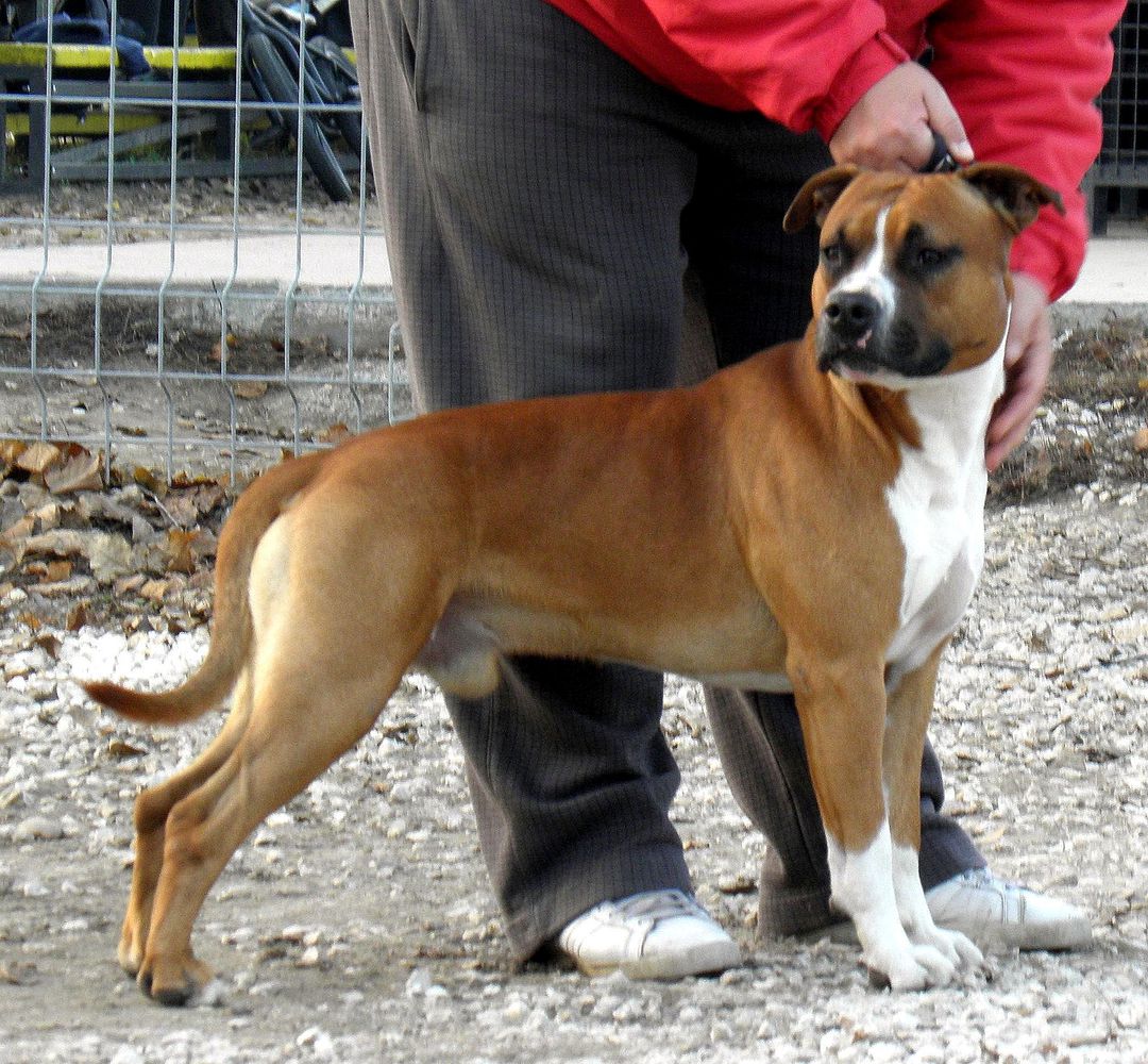 Tiger Tattoo's High Voltage | American Staffordshire Terrier 