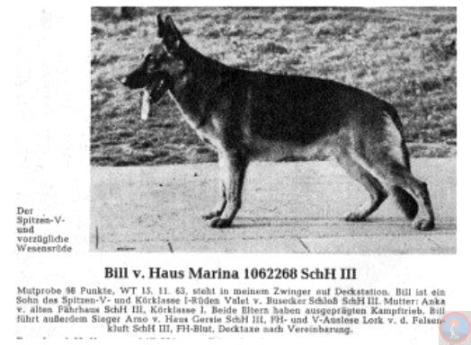 Bill vom Haus Marina | German Shepherd Dog 